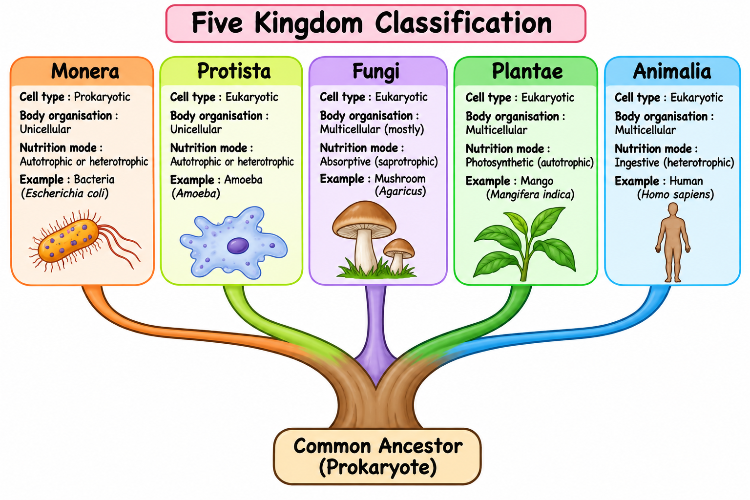 Five Kingdom Classification Tree